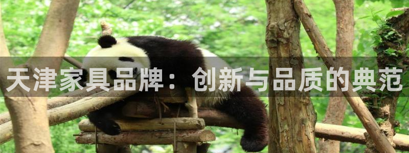 安信12级粉丝团福利