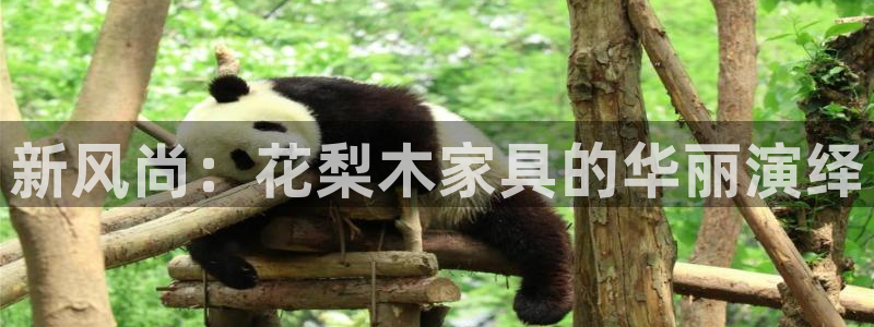 安信证券手机壳12
